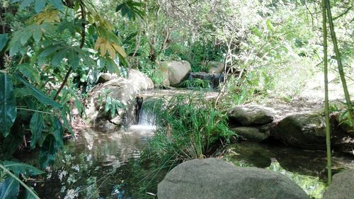 Scenic view of waterfall