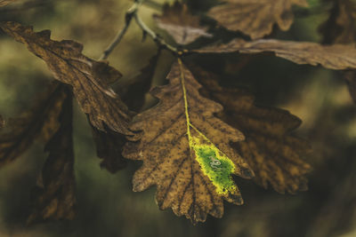 Close-up of dry maple leaf