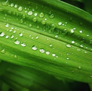 Close-up of raindrops on leaves