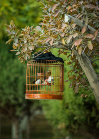 Bird perching in cage