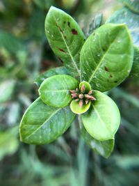 Close-up of green plant