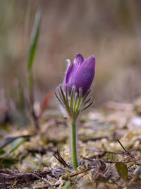 Close-up of purple crocus flowers on field