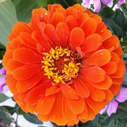 Close-up of red flower