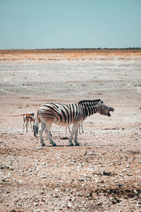 Zebra crossing in a row on the land