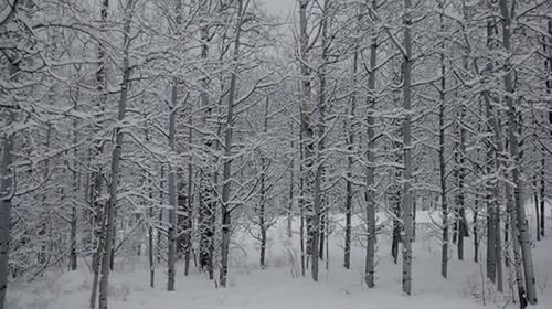 Snow covered trees