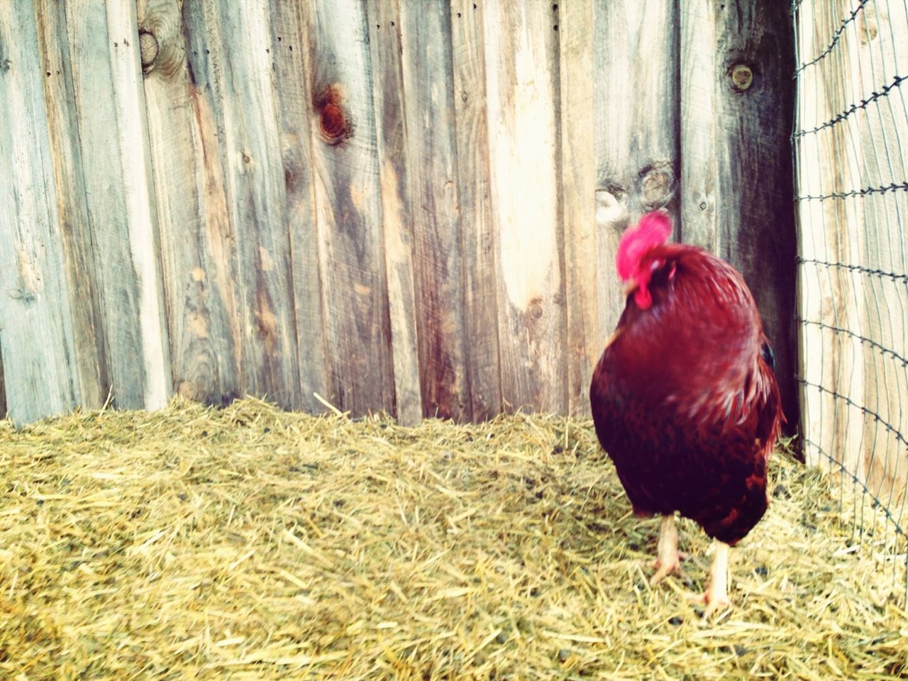 animal themes, livestock, bird, domestic animals, one animal, chicken - bird, animals in the wild, wildlife, rooster, hen, field, grass, two animals, fence, mammal, zoology, day, nature, outdoors, standing