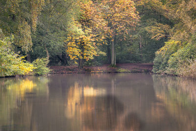 Scenic view of lake in forest during autumn