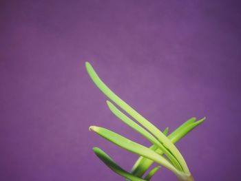 Close-up of leaf against purple background