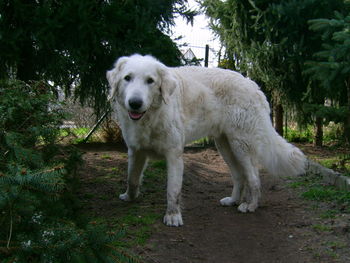 Portrait of a dog standing on land