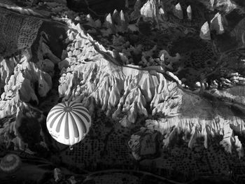 High angle view of flowering plants