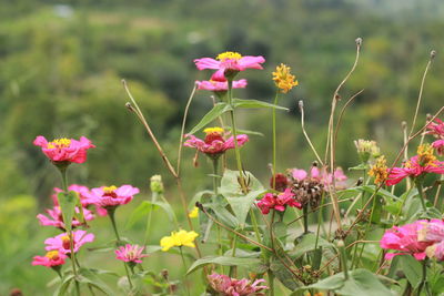 Close-up of pink flowering plants on field