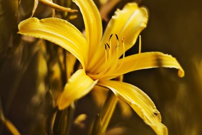 Close-up of yellow lily blooming outdoors