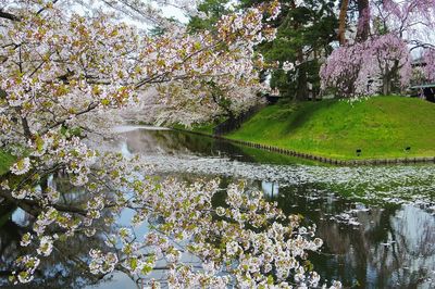 Scenic view of river amidst trees against sky