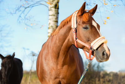 Horse standing on field