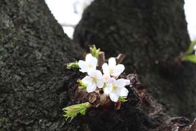 Close-up of white flowers