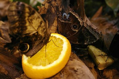 High angle view of butterflies on lemon slice