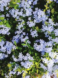 View of flowers