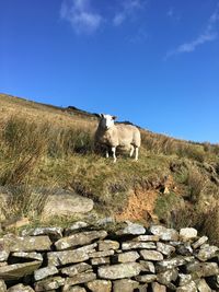 Cute sheep looking at camera in a sunny day 