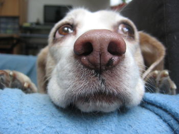 Close-up portrait of dog