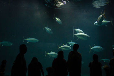 Group of people swimming in aquarium