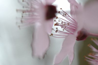 Close-up of pink rose flower