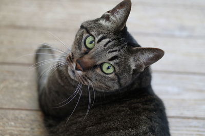 pet