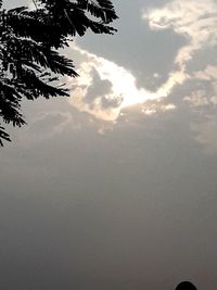 Low angle view of silhouette tree against sky