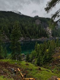 Scenic view of forest against sky