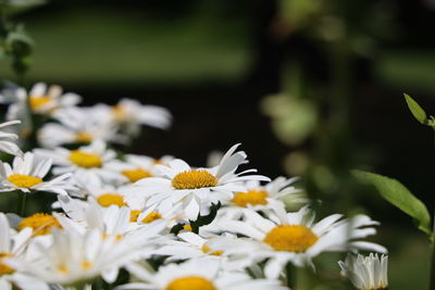 Close-up of white flowering plant