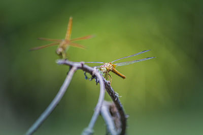 Close-up of insect on plant