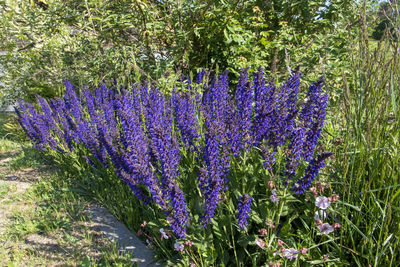 Close-up of purple flowering plants on field