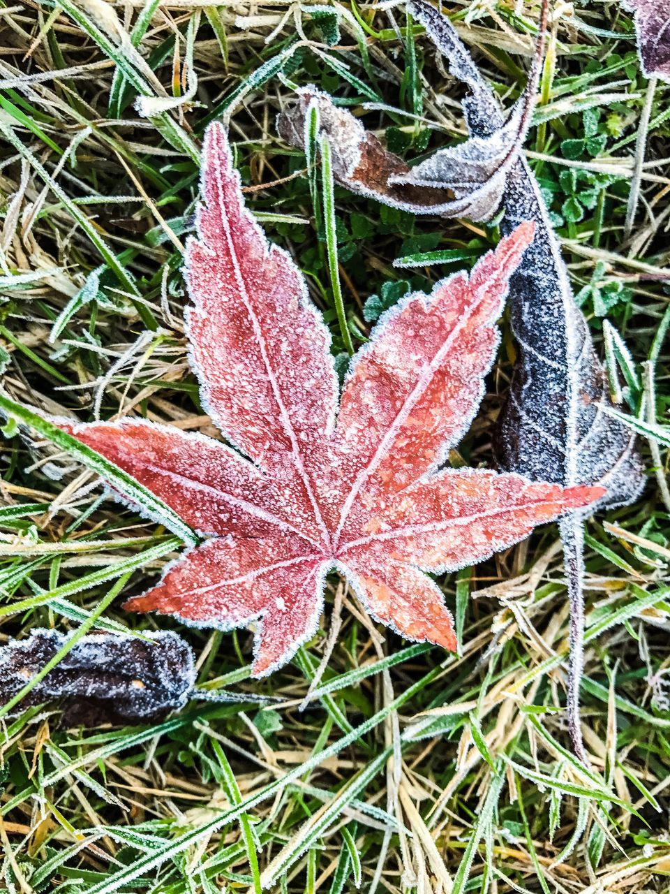 CLOSE-UP OF MAPLE LEAF ON GRASS