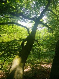 Trees in forest