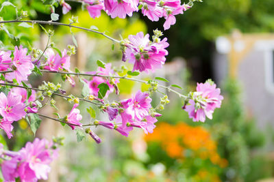 Close-up of pink flowering plant