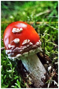 Close-up of mushroom