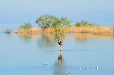 Swan swimming on lake against sky