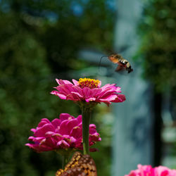 Butterfly pollinating on pink flower