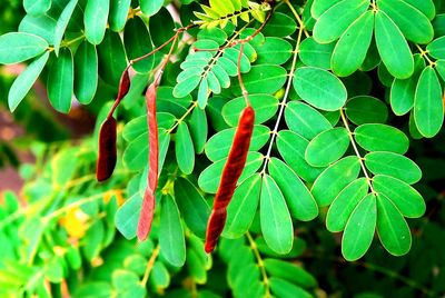 Close-up of fresh green leaves