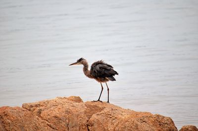 Bird perching on rock by sea