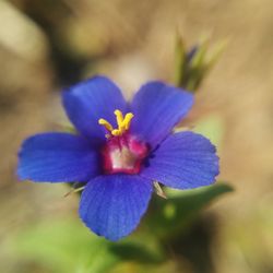 Close-up of purple flower