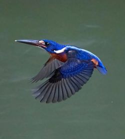 bird