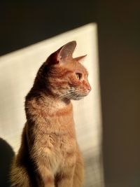 Close-up of cat sitting