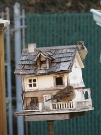 Close-up of bird on building