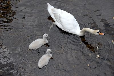 High angle view of swans swimming in lake