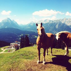 Horses standing on mountain against sky