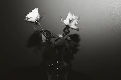 Close-up of flowers in vase