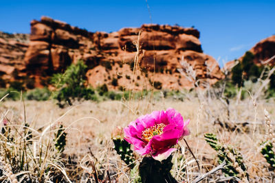 Close-up of pink flowering plants on field