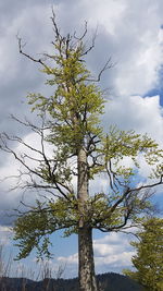 Low angle view of flowering tree against sky