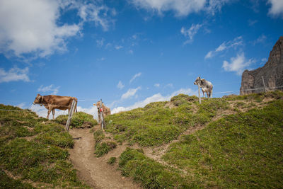 View of an animal on landscape