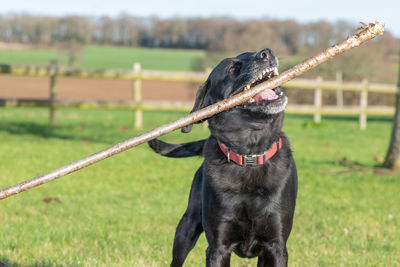 Black dog looking away on field